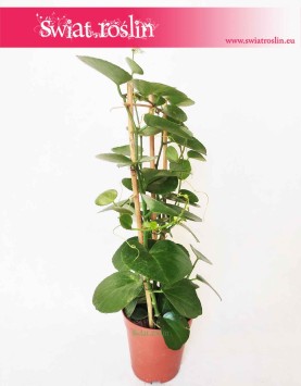 Parthenocissus Parrot 6