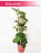 Parthenocissus Parrot 6