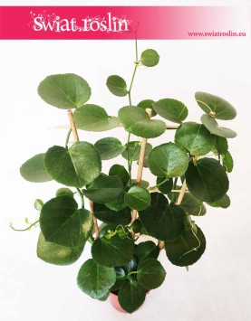 Parthenocissus Parrot 2