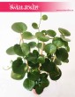 Parthenocissus Parrot 2