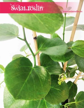 Parthenocissus Parrot 5