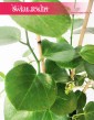 Parthenocissus Parrot 5