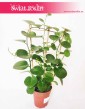Parthenocissus Parrot