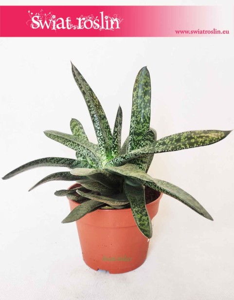 Gasteria Carinata var. Verrucosa