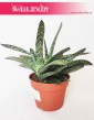 Gasteria Carinata var. Verrucosa 2