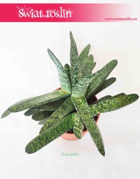 Gasteria Carinata var. Verrucosa 3