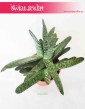 Gasteria Carinata var. Verrucosa 3