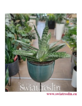 Gasteria Carinata var. Verrucosa, rośliny do mieszkania, rośliny doniczkowe do biura