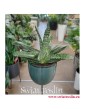 Gasteria Carinata var. Verrucosa, rośliny do mieszkania, rośliny doniczkowe do biura