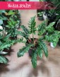 Philodendron Narrow Escape, Filodendron Narrow Escape 3