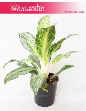 Aglaonema Emerald Stone, Aglonema Emerald Stone 2