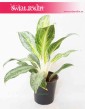 Aglaonema Emerald Stone, Aglonema Emerald Stone 2