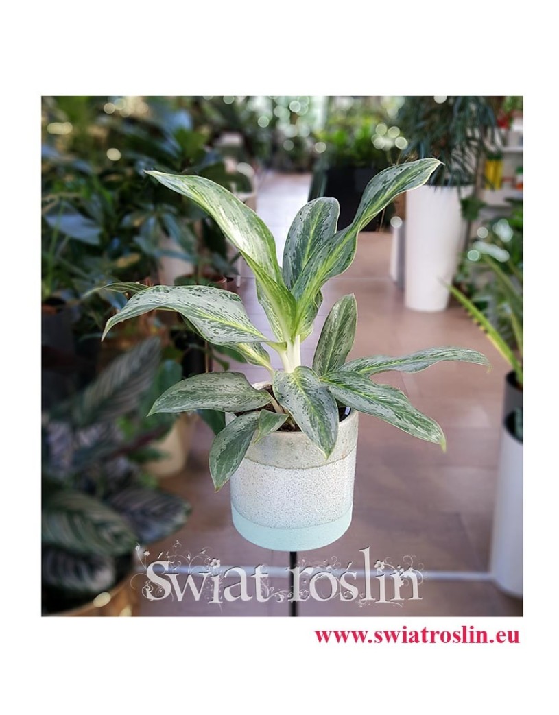 Aglaonema Emerald Stone, Aglonema Emerald Stone, rośliny doniczkowe Kraków
