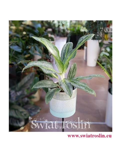 Aglaonema Emerald Stone, Aglonema Emerald Stone, rośliny doniczkowe Kraków