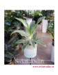 Aglaonema Emerald Stone, Aglonema Emerald Stone, rośliny doniczkowe Kraków