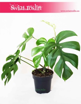 Monstera deliciosa Little Sister, Philodendron Pertusem Little Sister 3