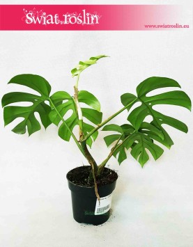 Monstera deliciosa Little Sister, Philodendron Pertusem Little Sister 4