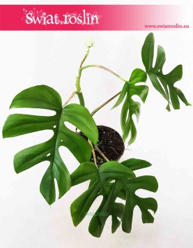 Monstera deliciosa Little Sister, Philodendron Pertusem Little Sister 2