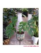 Monstera deliciosa Little Sister, Philodendron Pertusem Little Sister, sklep z roslinami doniczkowymi w Krakowie