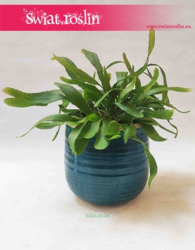Osłonka ceramiczna turkusowa - Iris
