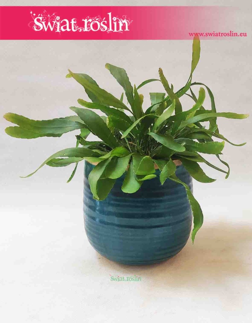 Osłonka ceramiczna turkusowa - Iris