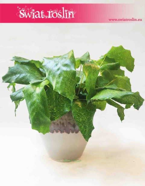 Osłonka ceramiczna Amora Lava Greys 2