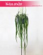 Lepismium Bolivianum, Kaktus Leśny, Kaktus Lepismium Bolivianum