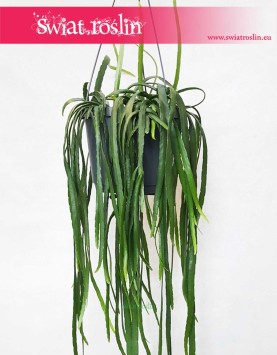 Lepismium Bolivianum, Kaktus Leśny, Kaktus Lepismium Bolivianum 2