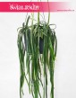 Lepismium Bolivianum, Kaktus Leśny, Kaktus Lepismium Bolivianum 2