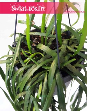 Lepismium Bolivianum, Kaktus Leśny, Kaktus Lepismium Bolivianum 3