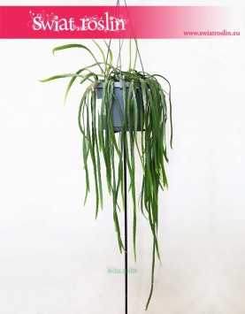 Lepismium Bolivianum, Kaktus Leśny, Kaktus Lepismium Bolivianum 5