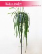 Lepismium Bolivianum, Kaktus Leśny, Kaktus Lepismium Bolivianum 5