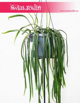 Lepismium Bolivianum, Kaktus Leśny, Kaktus Lepismium Bolivianum 4