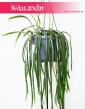 Lepismium Bolivianum, Kaktus Leśny, Kaktus Lepismium Bolivianum 4