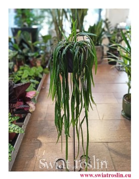 Lepismium Bolivianum, Kaktus Leśny, Kaktus Lepismium Bolivianum, popularne rośliny doniczkowe, modne rośliny