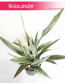 Sansewieria Metallica Sansevieria, Wężownica roślina 2