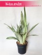 Sansewieria Metallica Sansevieria, Wężownica roślina 1
