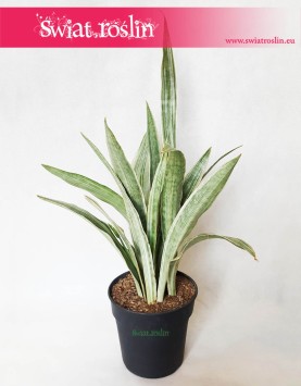 Sansewieria Metallica, Sansevieria Metallica, Wężownica 3