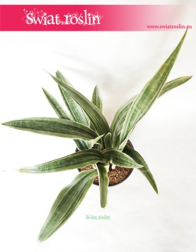 Sansewieria Metallica, Sansevieria Metallica, Wężownica