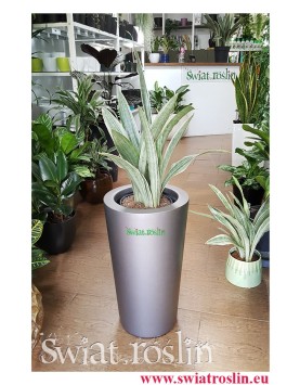 Sansewieria Metallica, Wężownica, Sansevieria Metallica, ośliny doniczkowe sklep internetowy, modne rolsiny