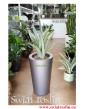 Sansewieria Metallica, Wężownica, Sansevieria Metallica, ośliny doniczkowe sklep internetowy, modne rolsiny