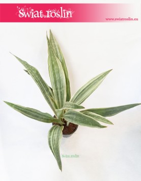 Sansevieria Metallica, Sansewieria Metallica, Wężownica 4