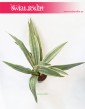 Sansevieria Metallica, Sansewieria Metallica, Wężownica 4