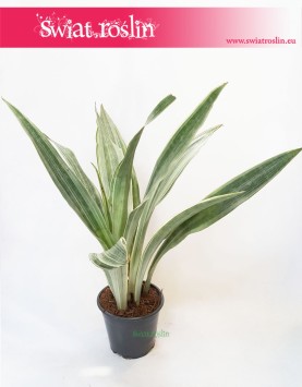 Sansevieria Metallica, Sansewieria Metallica, Wężownica