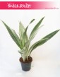 Sansevieria Metallica, Sansewieria Metallica, Wężownica