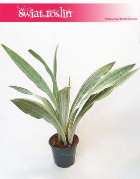 Sansevieria Metallica, Sansewieria Metallica, Wężownica 2