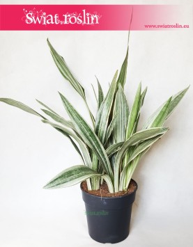 Sansewieria Metallica Sansevieria, Wężownica roślina 3