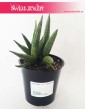 Sansevieria Cylindrica Tiara Dino Green, Sansewieria Cylindrica Tiara Dino Green, Wężownica 3