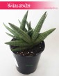 Sansevieria Cylindrica Tiara Dino Green, Sansewieria Cylindrica Tiara Dino Green, Wężownica 2