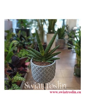 Sansevieria Cylindrica Tiara Dino Green, Wężownica, populanre rośliny, modne rośliny, kwiaty doniczkowe